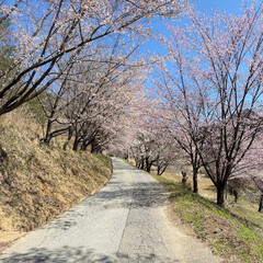 桜/長野/信州/松本市/エルハウス/おでかけ/... こんにちは!長野県茅野市の工務店エルハウ…