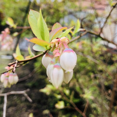 春のフォト投稿キャンペーン/はじめてフォト投稿/GW/わたしのGW 庭のブルーベリーの花が咲き始めました🤗(1枚目)