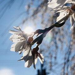 春のフォト投稿キャンペーン/LIMIAおでかけ部/はじめてフォト投稿/おでかけ/風景/おでかけワンショット 桜の花🌸と太陽☀️です😊(1枚目)