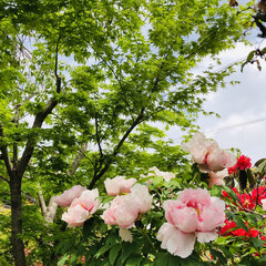 春のフォト投稿キャンペーン/はじめてフォト投稿/GW/LIMIAおでかけ部/おでかけ/風景/... ピンク色の牡丹の花が可愛いですね😍

(1枚目)