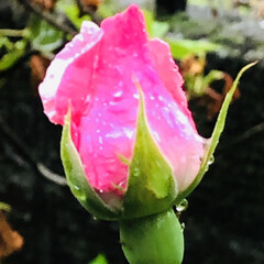 令和元年フォト投稿キャンペーン/令和の一枚/LIMIAおでかけ部/おでかけ/風景/おでかけワンショット 今日は朝から雨☂️😞
雨に濡れている薔薇…(1枚目)