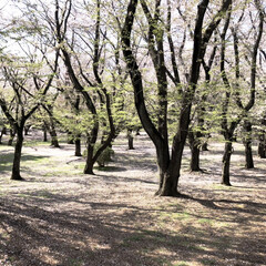 散歩/さくら/おでかけワンショット 近くの公園。満開だった桜が散って次は桜の…(1枚目)
