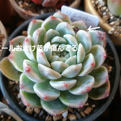 寒波序章マイナス気温🥶/ダイソー/セリア/ハンドメイド/多肉植物 寒波襲来~❄️❄️❄️🥶🥶🥶
今朝は、
…