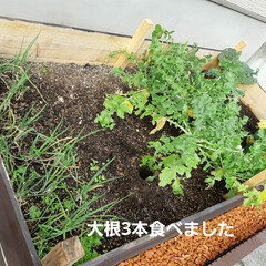 多肉植物/ダイソー/セリア/ハンドメイド 購入多肉の植え替えをした。
存命中に作っ…(8枚目)
