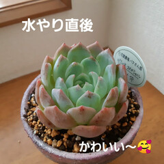 多肉植物/パクさん苗💖/ダイソー/ハンドメイド 先日うちのNo.1多肉ちゃんに仲間入りし…