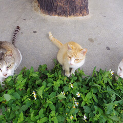 平成最後の一枚/春のフォト投稿キャンペーン/LIMIAおでかけ部/はじめてフォト投稿/猫/にゃんこ同好会/... 沖縄県の奥武島での写真です。猫がたくさん…(1枚目)