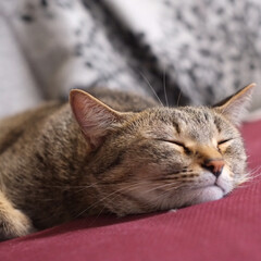 キジトラ/保護猫/フォロー大歓迎/LIMIAペット同好会/にゃんこ同好会/おやすみショット 平たいねこ。(1枚目)
