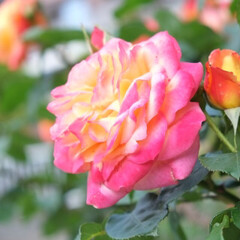 バラ/お花/風景/わたしのGW ピンクのバラ。(1枚目)
