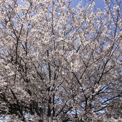 姫路セントラルパーク/おでかけ 姫路セントラルパーク
満開の桜
白サイ
…(1枚目)