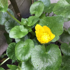 植物観察/春さがし/ご近所さん/庭に咲く花/花のある暮らし/お花大好き ご近所さんの姫立金花
黄色の元気カラーで…(1枚目)