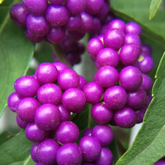 マイガーデン/花のある暮らし/お花大好き/庭のみどり/季節の花/庭に咲く花 庭のコムラサキ
　とっても濃い紫が
　す…(1枚目)