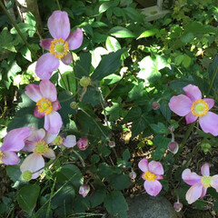 お花大好き/庭に咲く花 庭の秋明菊

700投稿
今月でLIMI…(1枚目)