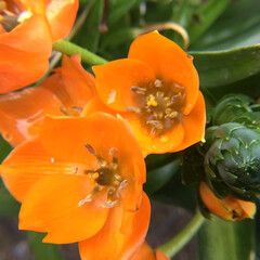 花のある暮らし/お花大好き/庭に咲く花々 庭のオーニソガラム
鮮やかオレンジで頑張…(1枚目)