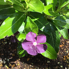お花大好き/庭に咲く花 庭の日日草
赤紫の可愛いお花です(1枚目)