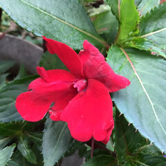 お花大好き/庭に咲く花 庭のニューギニアインパチェンス
切り戻し…(1枚目)