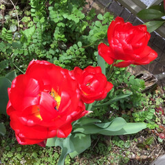 コロナに負けない/庭に咲く花/花のある暮らし 艶めいて咲く
赤いチューリップ🌷
これも…(1枚目)