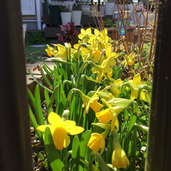ご近所さん/花のある暮らし/お花大好き/庭に咲く花 ご近所さんの水仙
黄色が綺麗です
ちょい…(1枚目)