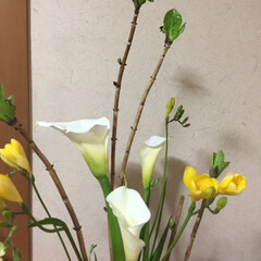 切り花/花のある暮らし/お花大好き/春めく 三月の切り花
がくそう　フリージア　カラー(1枚目)