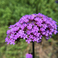 なんの花？/お花大好き/ご近所に咲く花 ご近所に咲く赤紫の花
アリュームかな🤔(1枚目)