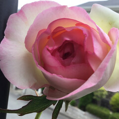 庭の薔薇/庭の花たち/花のある暮らし つるバラ
ピエールロンサール
まだ開きま…(1枚目)