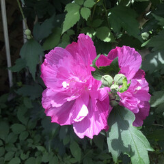 ムクゲ/庭に咲く花/お花大好き 庭にムクゲがありましたよ
八重咲きで可愛…(1枚目)