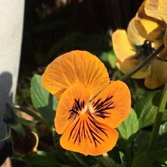 庭に咲く花/お花大好き/花のある暮らし/季節の花 庭のオレンジタイガー
鮮やかカラー(1枚目)