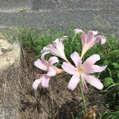 おでかけ/ご近所さん/お花大好き 道端に咲く
夏スイセン
ピンクが可愛いで…(1枚目)