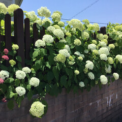 ご近所/花のある暮らし/お花大好き/庭に咲く花々 ご近所のアナベルの館
ピンクアナベルも
…(1枚目)
