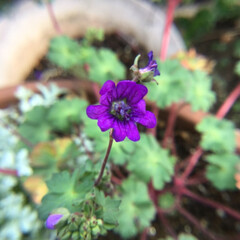 庭に咲く花々/花のある暮らし/お花大好き 庭のゲラニュム　紫が綺麗(1枚目)