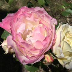 庭に咲く花々/花のある暮らし/お花大好き 庭に咲く薔薇
ピンクと黄色
山さん
綺麗…(1枚目)