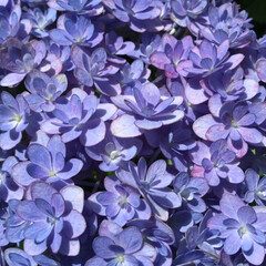 マイガーデン/庭に咲く花/花のある暮らし/季節の花/お花大好き 庭に咲く紫陽花
色変化　
鮮やかカラーに…(2枚目)