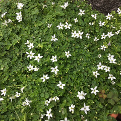 ご近所さん/庭に咲く花/お花大好き ご近所の庭に咲く
プラティア
白い小花が…(1枚目)
