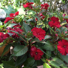 インパチェンス/庭に咲く花/お花大好き 庭のインパチェンス
赤色は夏らしいです(1枚目)