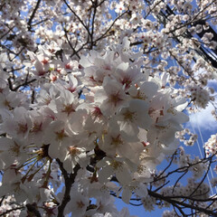 花のある暮らし/お花見/おでかけ/暮らし 近くの小学校と幼稚園の
桜が満開🌸
お天…(2枚目)