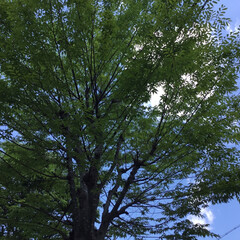街路樹　欅/こもれび/梅雨の晴れ間 久しぶりの青空
こもれびも気持ちいいです(1枚目)