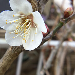 春めく/花のある暮らし/季節の花/お花大好き 庭に咲く梅の花
梅一輪
一輪ほどの暖かさ(1枚目)