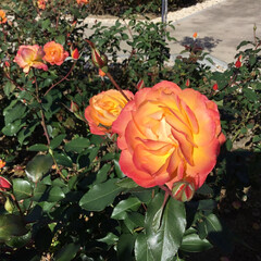 おでかけ/EXPO70/万博記念公園/平和のバラ園 薔薇園　
可愛いオレンジの薔薇(1枚目)