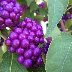 マイガーデン/花のある暮らし/お花大好き/庭のみどり/庭に咲く花 庭のコムラサキ
　今年は紫が濃いです(1枚目)