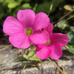 ご近所さん/マイガーデン/花のある暮らし/お花大好き/庭のみどり/庭に咲く花/... ご近所さんのオキザリス
　可愛いピンクです(1枚目)