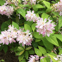 ご近所さん/庭に咲く花々/花のある暮らし/お花大好き ご近所に咲くウツギ
　淡いピンクが綺麗です(1枚目)