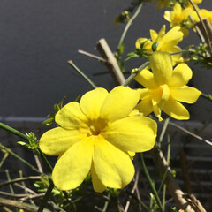 ＃お花大好き/＃庭に咲く花/＃花のある暮らし 庭に咲くウンナンオウバイ
黄色はいいです…(1枚目)