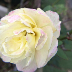 マイガーデン/花のある暮らし/お花大好き/季節の花/庭に咲く花 庭に咲く黄薔薇
まわりがピンクに変色(1枚目)