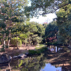 おでかけ/平和のバラ園/EXPO70/万博記念公園 万博
日本庭園の風景
なぜか落ち着きます(1枚目)