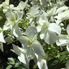 庭の花たち/花のある暮らし 柏葉紫陽花
白い花びらが綺麗です(1枚目)