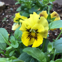 庭に咲く花/お花大好き/花のあるくらし 庭のビオラ
可愛い黄色です(1枚目)