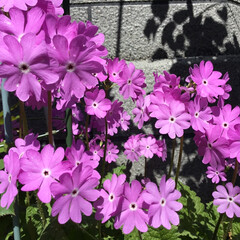 ご近所さん/庭に咲く花々/花のある暮らし/お花大好き ご近所さんのサクラソウ(1枚目)