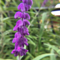 ご近所さん/庭の花/お花大好き ご近所に咲く
セージの花
紫色が綺麗です(2枚目)
