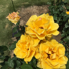 おでかけ/花のある暮らし 月曜は黄色💛
艶やかな薔薇🌹(1枚目)