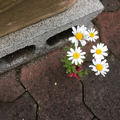 ご近所さん/庭に咲く花々/花のある暮らし/お花大好き 鋪道の隙間からこぼれだね(1枚目)