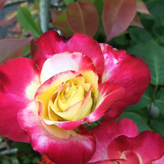 庭に咲く花/お花大好き/新緑の季節/花のある暮らし 庭に咲く薔薇
ディライト(1枚目)